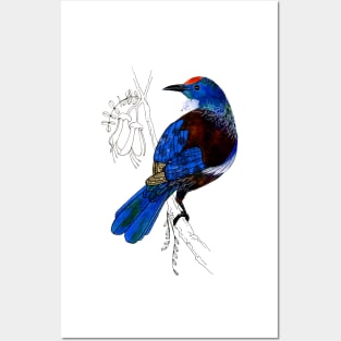 Tui - New Zealand bird Posters and Art